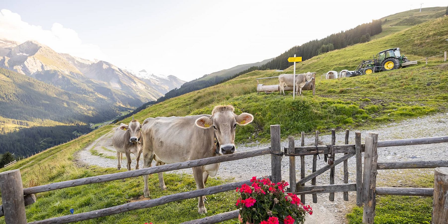 Kühe auf einer Alm im Zillertal